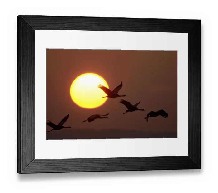 Framed Print : Common cranes (Grus grus) at sunset Framed Print : Common cranes (Grus grus) at sunset