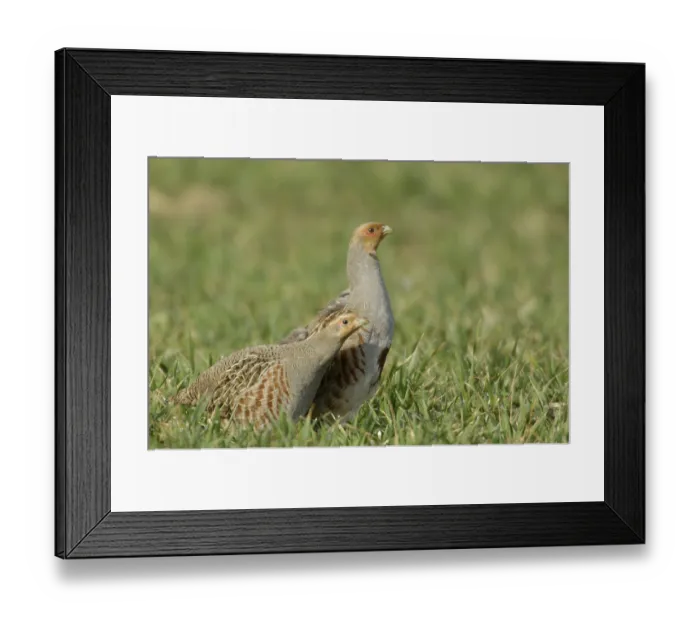 Framed Print : Gray partridges (Perdix perdix)