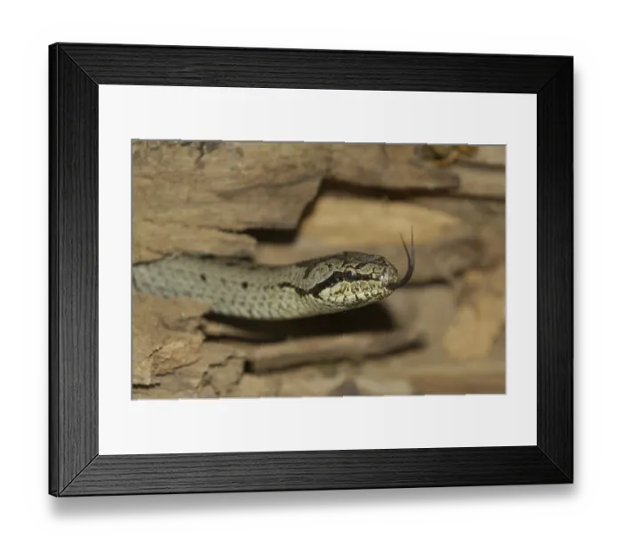 Framed Print : Smooth snake (Coronella austriaca), tonguing