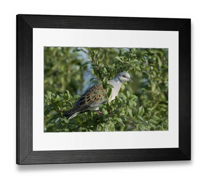 Framed Print : Turtle dove (Streptopelia turtur), Hesse, Germany