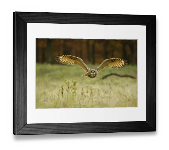 Framed Print : European eagle owl (Bubo bubo), releasable
