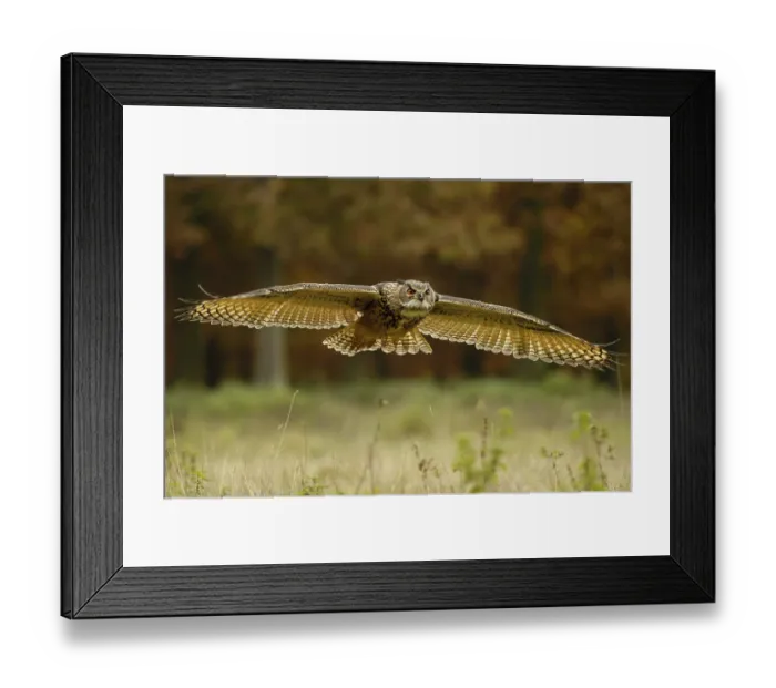 Framed Print : European eagle owl (Bubo bubo), releasable Framed Print : European eagle owl (Bubo bubo), releasable