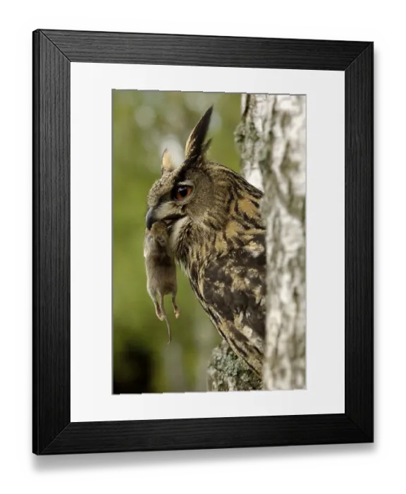 Framed Print : European eagle owl (Bubo bubo) with prey Framed Print : European eagle owl (Bubo bubo) with prey