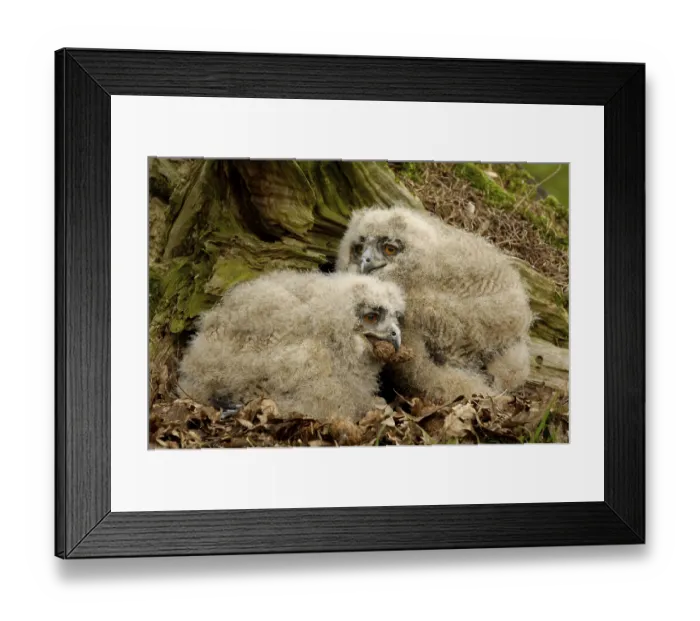 Framed Print : European eagle owl (Bubo bubo)
