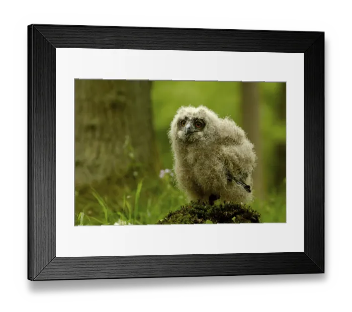 Framed Print : European eagle owl (Bubo bubo), chicks Framed Print : European eagle owl (Bubo bubo), chicks