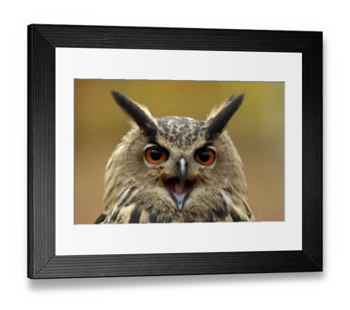 Framed Print : Eurasian Eagle Owl (Bubo bubo)