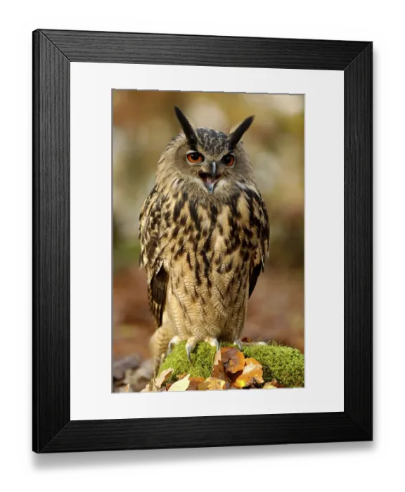 Framed Print : Eurasian Eagle Owl (Bubo bubo) Framed Print : Eurasian Eagle Owl (Bubo bubo)