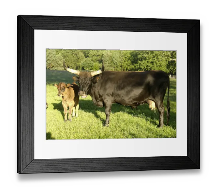 Framed Print : Aurochs (Bos primigenius), cow with calf