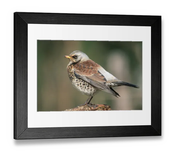 Framed Print : Fieldfare (Turdus pilaris), Hesse, Germany