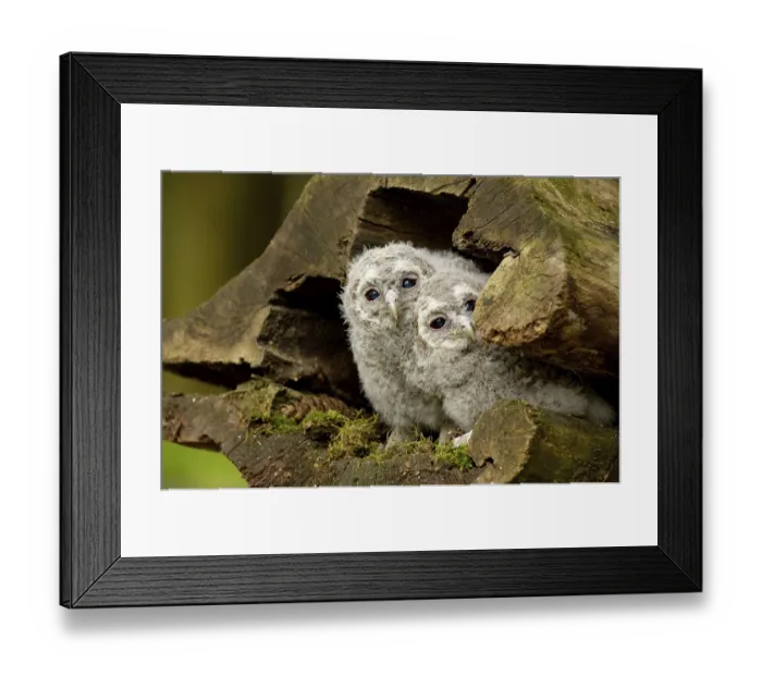 Framed Print : Tawny owl (Strix aluco), chick