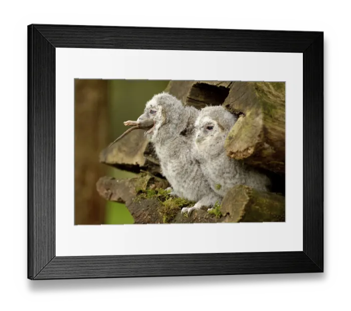 Framed Print : Tawny owl (Strix aluco), chick