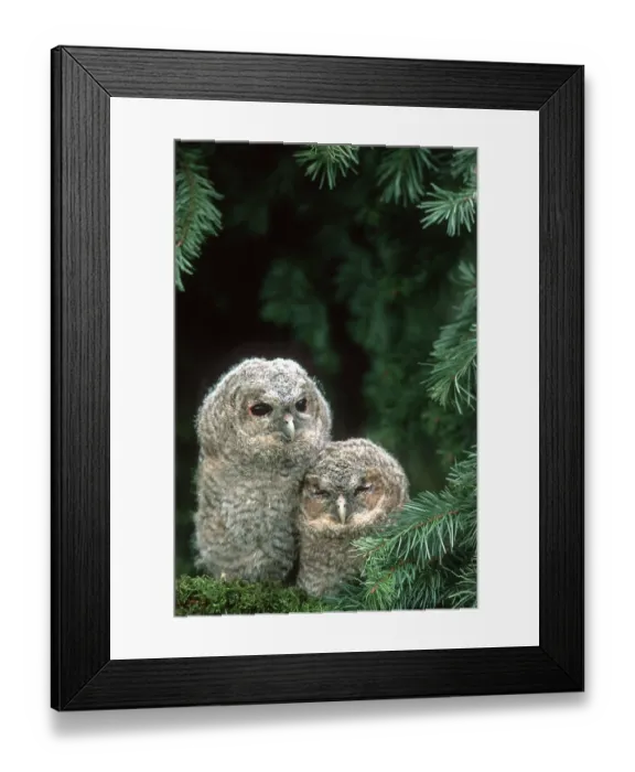 Framed Print : Tawny owl (Strix aluco), Chicks, Branchlings Framed Print : Tawny owl (Strix aluco), Chicks, Branchlings