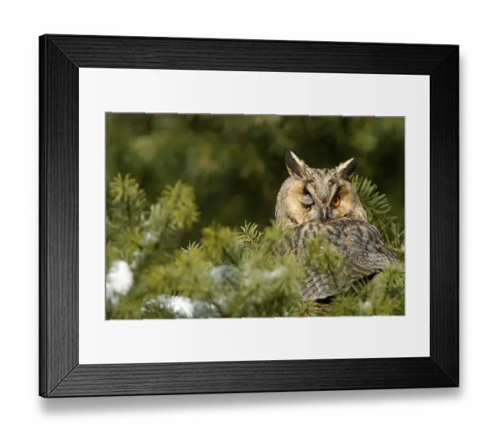 Framed Print : Long eared owl (Asio otus), Hesse, Germany Framed Print : Long eared owl (Asio otus), Hesse, Germany