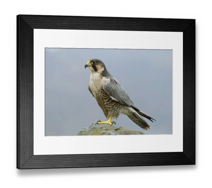 Framed Print : Peregrine (Falco peregrinus) Framed Print : Peregrine (Falco peregrinus)