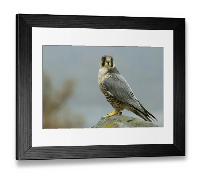 Framed Print : Peregrine falcon (Falco peregrinus)