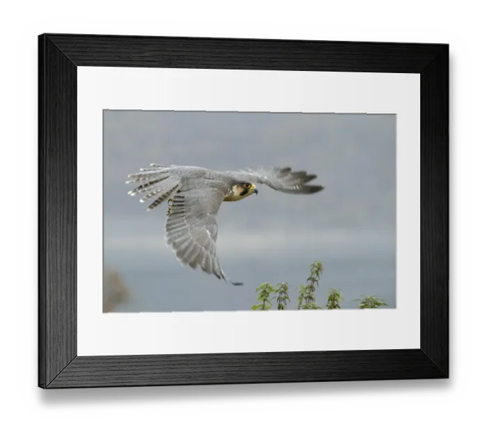 Framed Print : Peregrine falcon Falcon (Falco peregrinus)