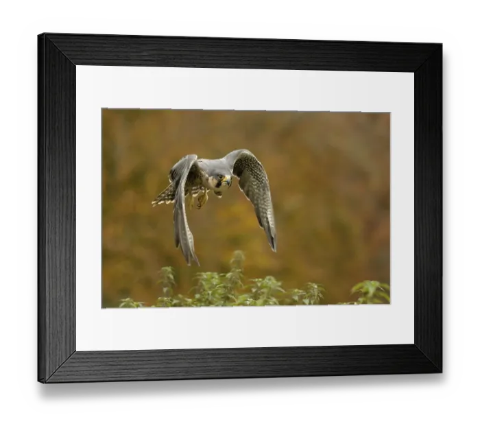 Framed Print : Peregrine falcon Falcon (Falco peregrinus) Framed Print : Peregrine falcon Falcon (Falco peregrinus)