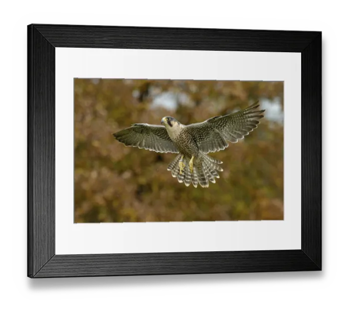 Framed Print : Peregrine falcon Falcon (Falco peregrinus) Framed Print : Peregrine falcon Falcon (Falco peregrinus)