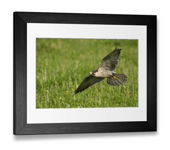 Framed Print : Peregrine falcon Falcon (Falco peregrinus)