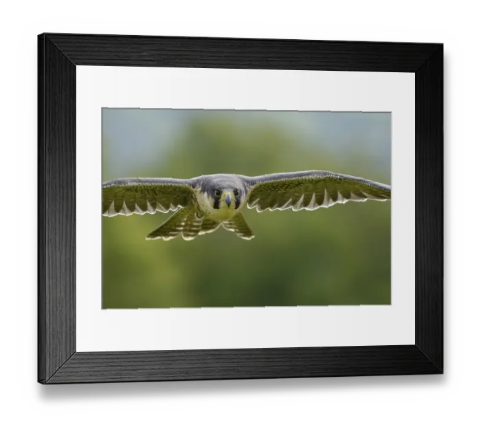 Framed Print : Peregrine (Falco peregrinus)