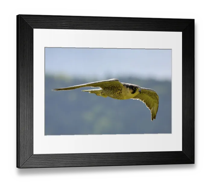 Framed Print : Peregrine falcon Falcon, peregrine falcon (Falco peregrinus)