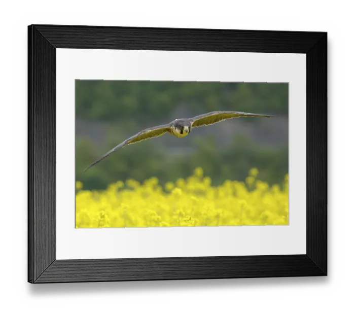 Framed Print : Peregrine falcon Falcon (Falco peregrinus)
