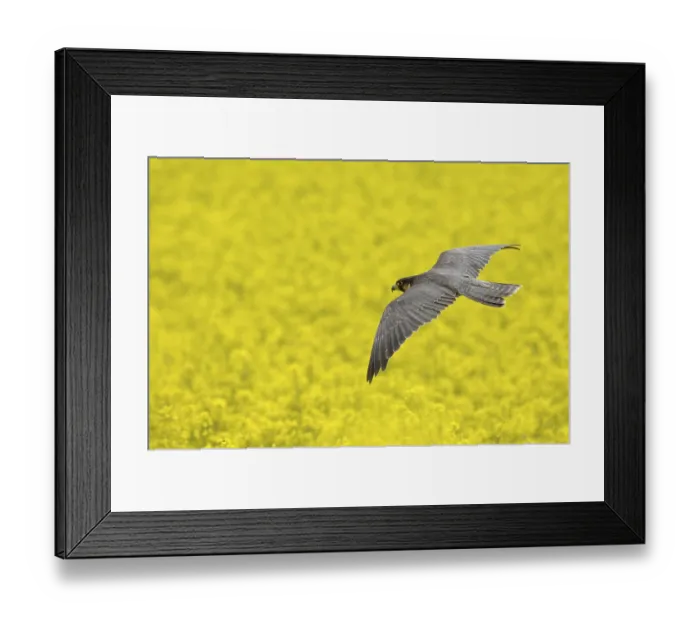Framed Print : Peregrine falcon Falcon, peregrine falcon (Falco peregrinus)