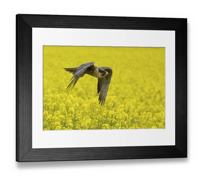 Framed Print : Peregrine falcon Falcon (Falco peregrinus) Framed Print : Peregrine falcon Falcon (Falco peregrinus)