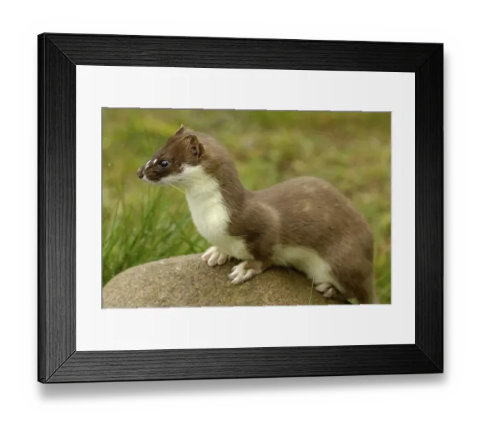Framed Print : Stoat (Mustela erminea) Framed Print : Stoat (Mustela erminea)