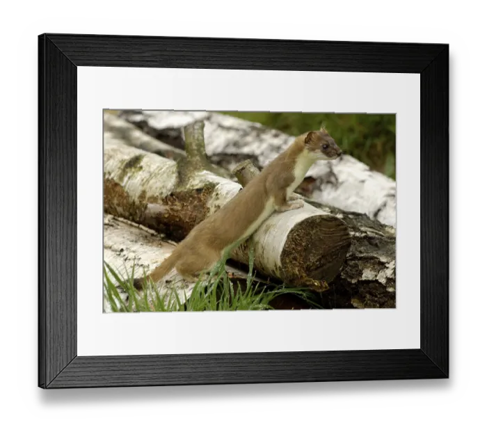 Framed Print : Stoat (Mustela erminea) Framed Print : Stoat (Mustela erminea)
