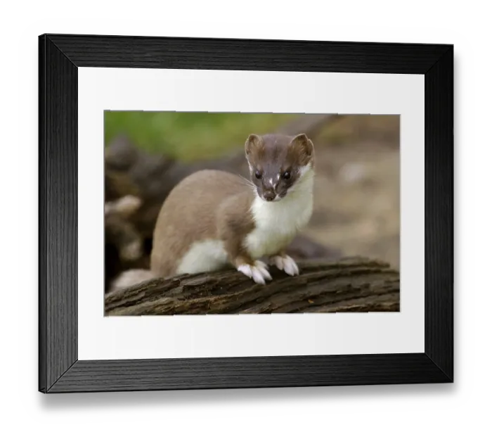 Framed Print : Stoat (Mustela erminea)