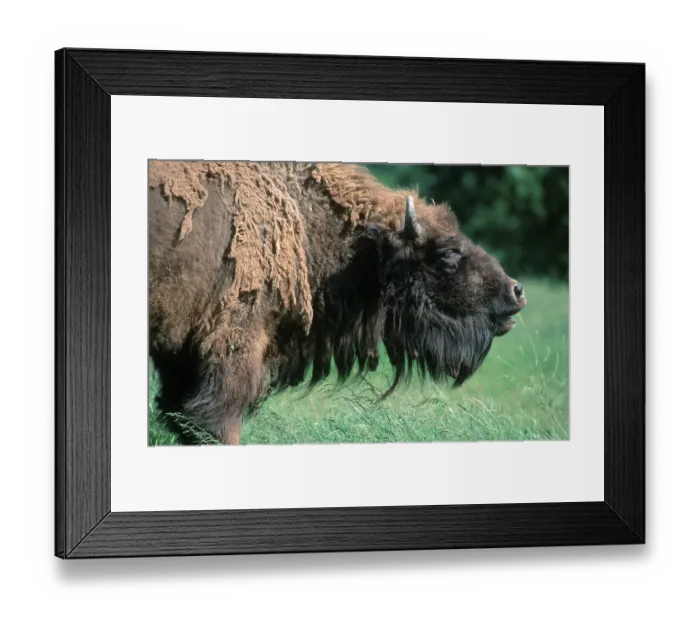 Framed Print : European Bison, European bison (Bison bonasus)