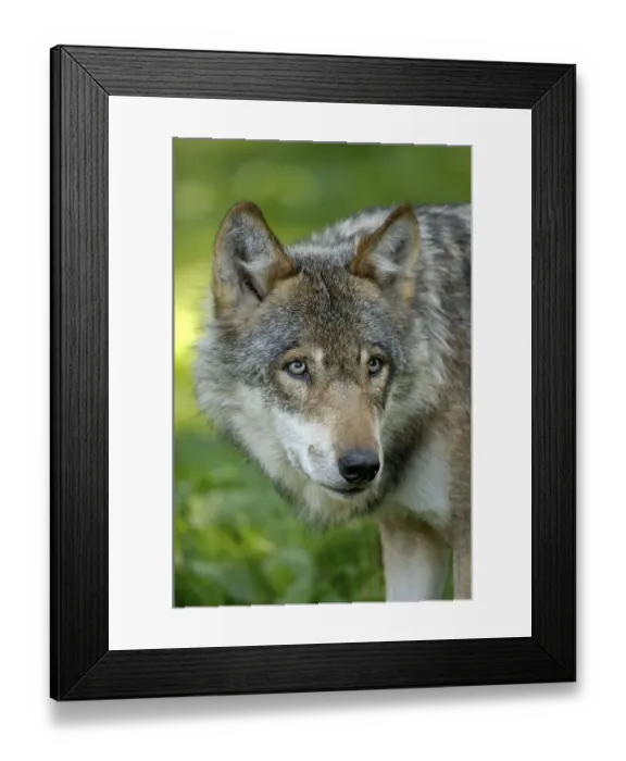 Framed Print : Grey Wolf (Canis lupus) Framed Print : Grey Wolf (Canis lupus)