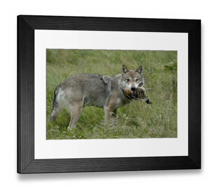 Framed Print : Gray wolf (Canis lupus) with prey