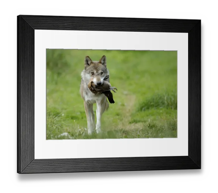 Framed Print : Gray wolf (Canis lupus) with prey Framed Print : Gray wolf (Canis lupus) with prey