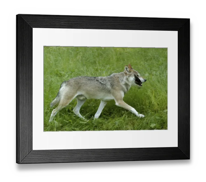 Framed Print : Gray wolf (Canis lupus) with prey, sideways
