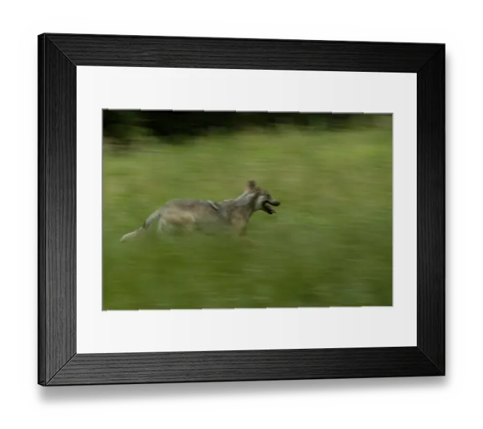 Framed Print : Gray wolf (Canis lupus), lateral view