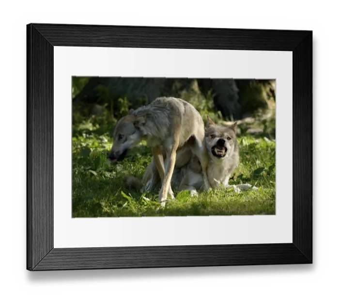Framed Print : Gray wolves (Canis lupus), threatening gesture