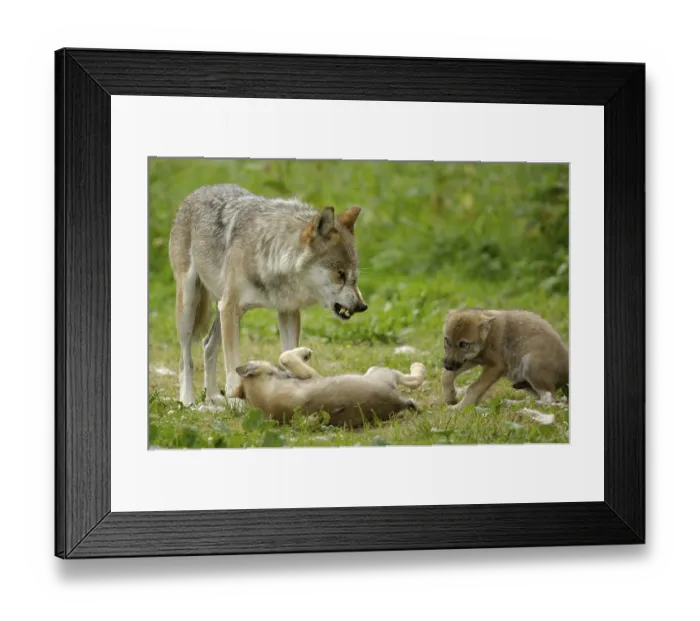 Framed Print : Gray wolf (Canis lupus) with cubs