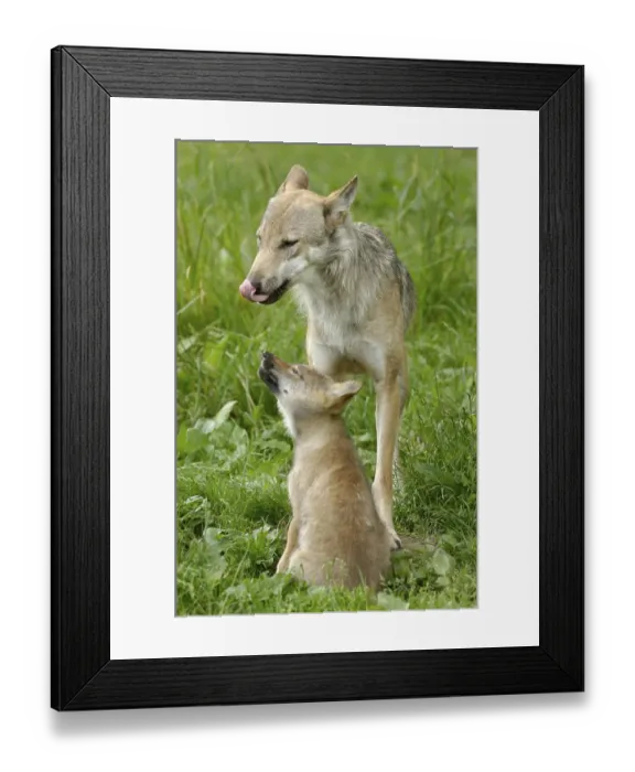 Framed Print : Wolf with young, appeasement signal Framed Print : Wolf with young, appeasement signal