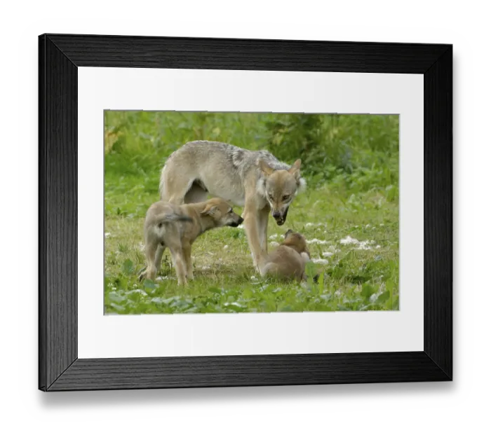 Framed Print : Gray wolf (Canis lupus) with cubs