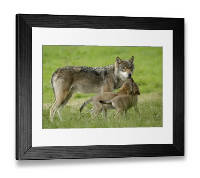 Framed Print : Gray wolf (Canis lupus) with cubs Framed Print : Gray wolf (Canis lupus) with cubs