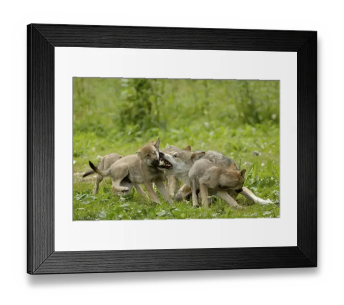 Framed Print : Gray wolf (Canis lupus) with cubs Framed Print : Gray wolf (Canis lupus) with cubs