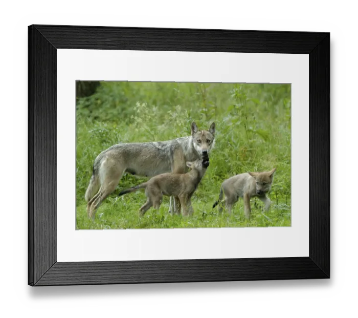 Framed Print : Gray wolves, female with cubs, wolves (Canis lupus) Framed Print : Gray wolves, female with cubs, wolves (Canis lupus)