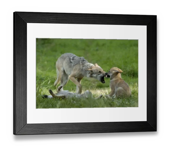 Framed Print : Gray wolf (Canis lupus) with cubs