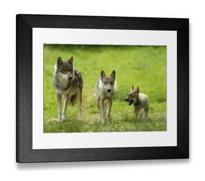 Framed Print : Gray wolves (Canis lupus), pair with young