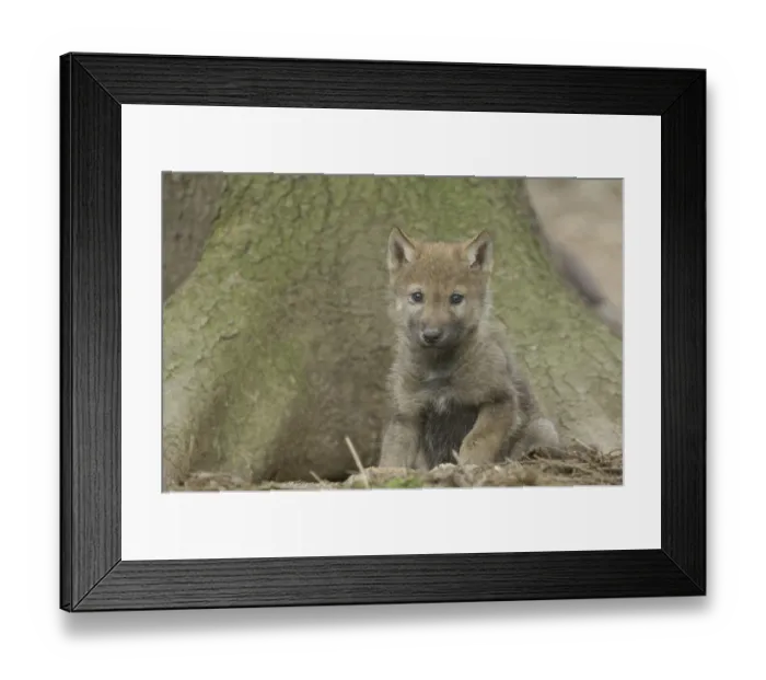 Framed Print : Gray wolf (Canis lupus), young animal