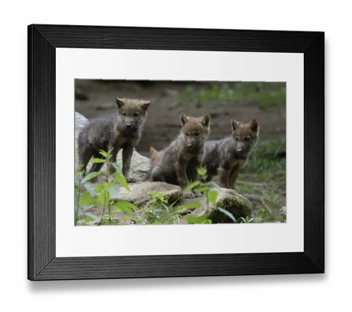 Framed Print : Gray wolves (Canis lupus), young animals, young Framed Print : Gray wolves (Canis lupus), young animals, young