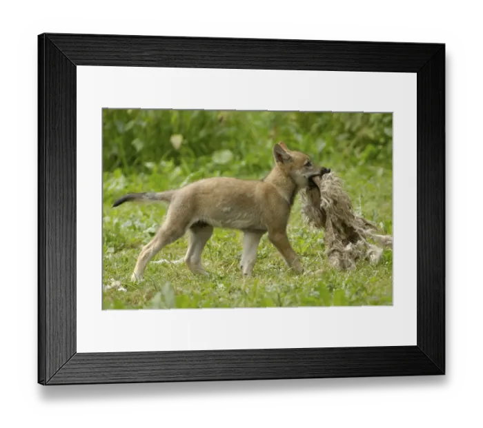 Framed Print : Wolf, young with sheepskin, sideways Framed Print : Wolf, young with sheepskin, sideways