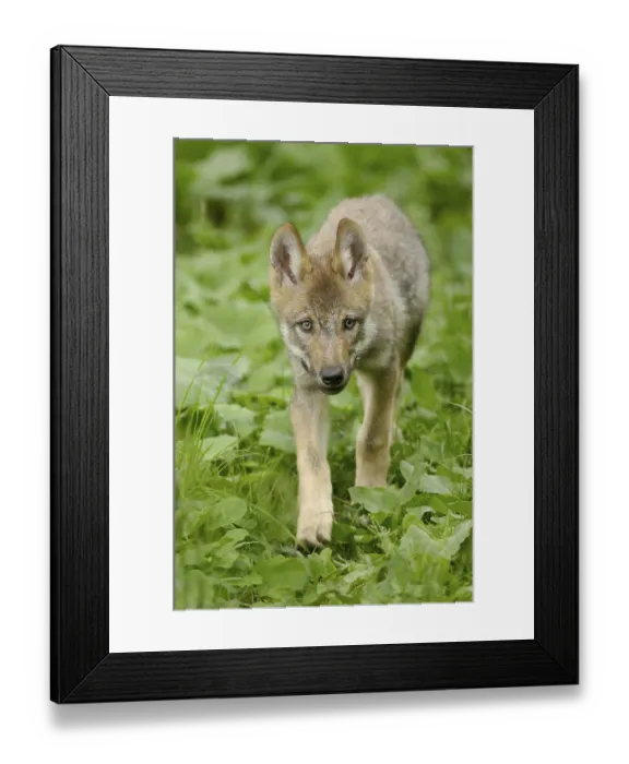 Framed Print : Gray wolf (Canis lupus), young animal